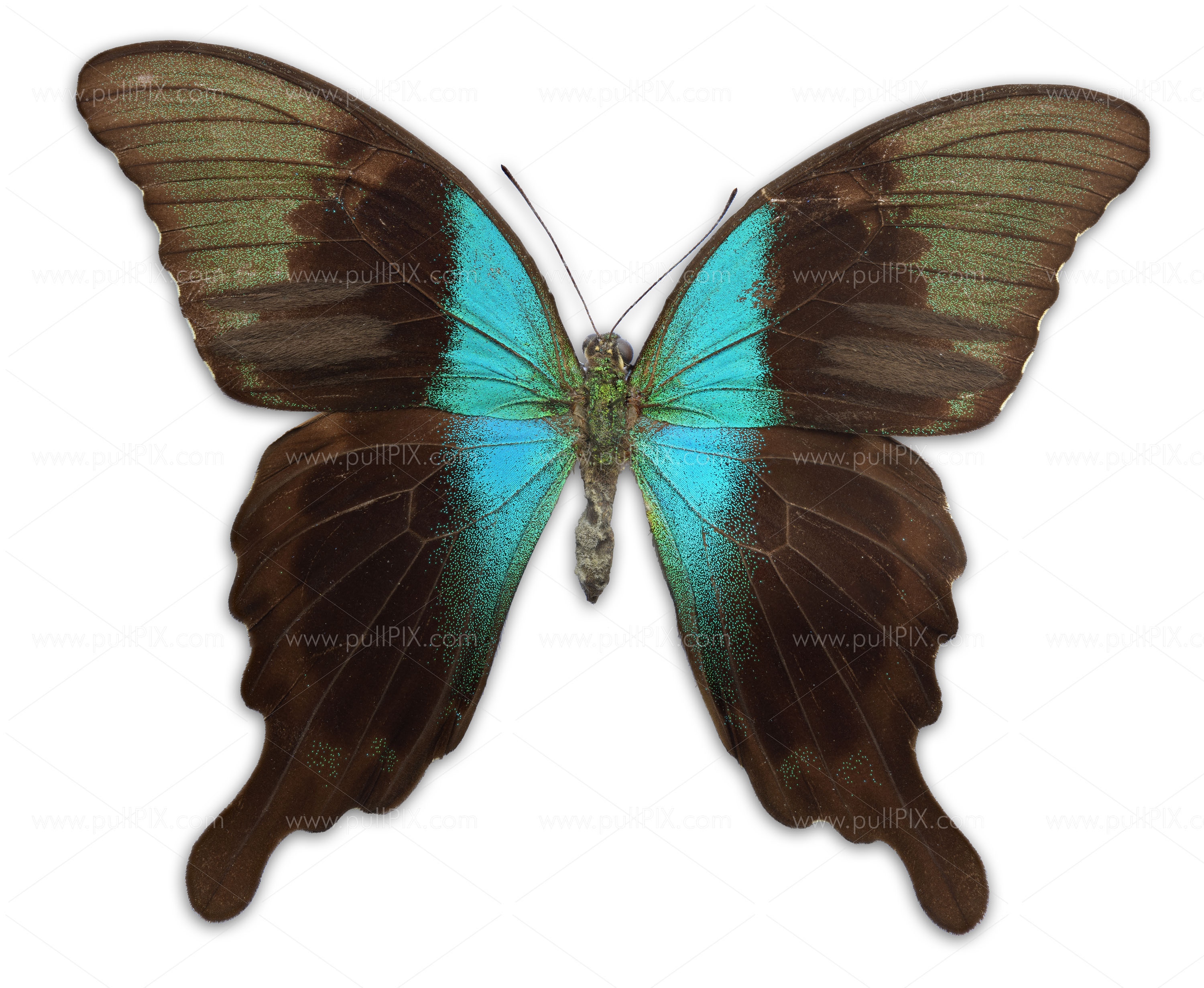Preview Papilio peranthus Kransi.jpg